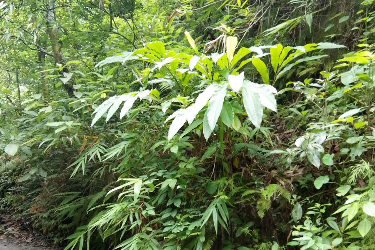 Himalchuli Floral Walk 